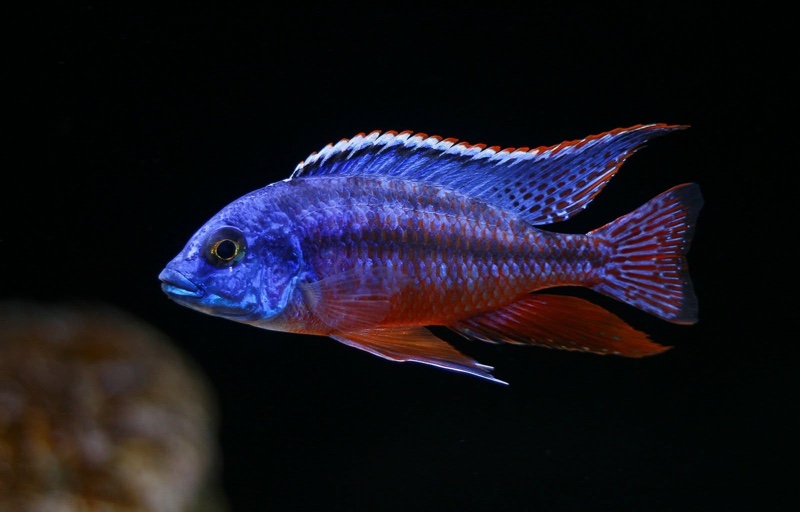 Protomelas taeniolatus 'Namalenje Island'